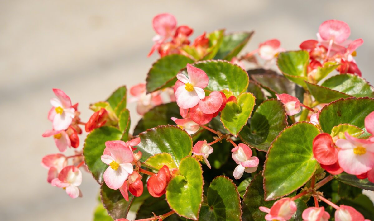 Wax Begonia (Begonia cucullata) - Plant care guide