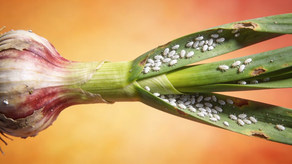 Why does my Garlic - Allium sativum have Whiteflies
