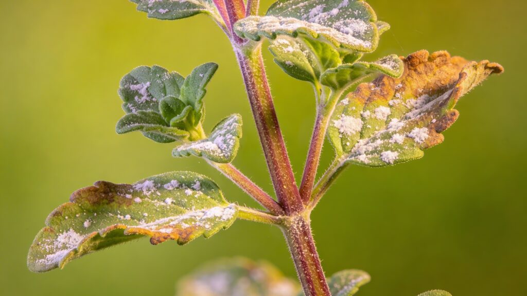 Why does my Oregano have Powdery Mildew: Causes & Treatments