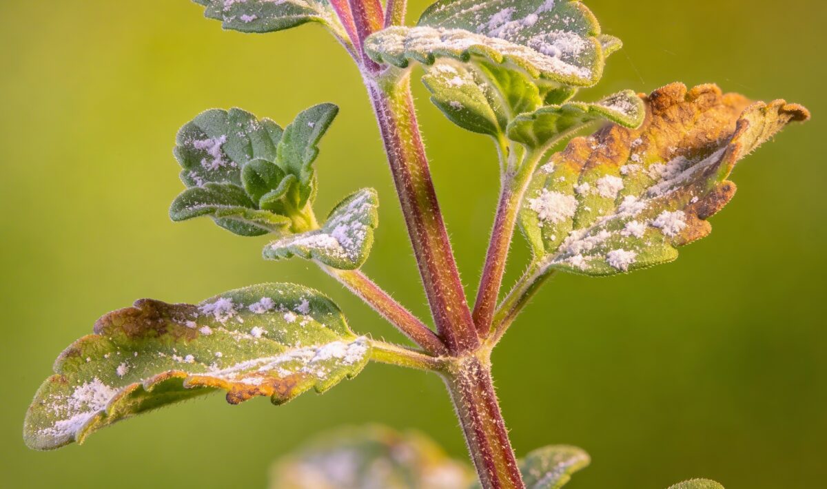 Why does my Oregano have Powdery Mildew: Causes & Treatments