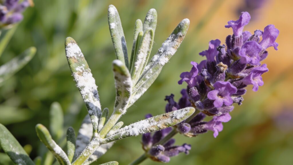 Why French Lavender Has Powdery Mildew: Causes & Fixes